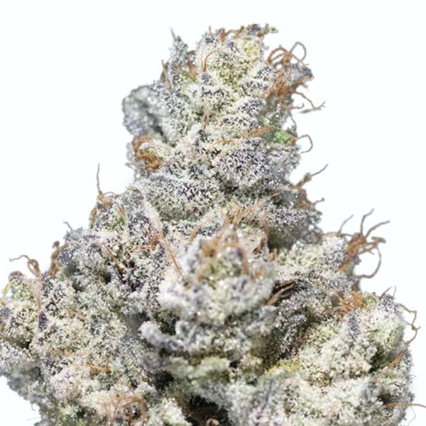 125827_North-Country-Pharms_Grape-Jelly-Donut-1 Grape Jelly Donut
