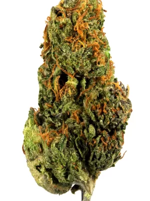 Dolph Gelato
