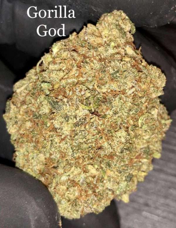 WhatsApp-Image-2020-12-24-at-9.39.15-PM-12-600x779 Gorilla God