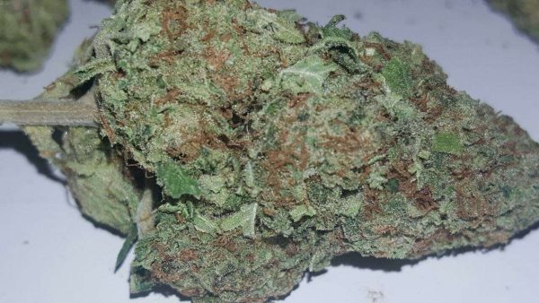 blueberry-ak__primary_758c Blueberry AK
