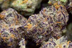 Purple Punch