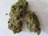 Mafia Kush