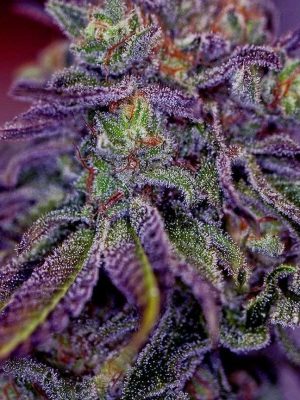 Blue Rhino
