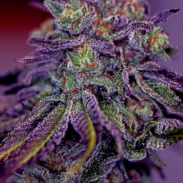 positronics-seeds-blue-rhino-feminized Blue Rhino