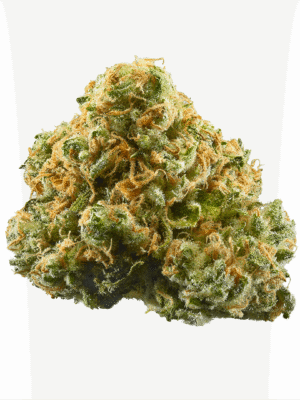 strain-23 Banana Gelato Strain