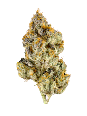 Lemon Cherry Lato