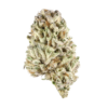 strain-67 Gorilla Goo