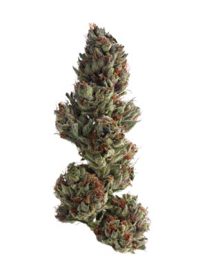 100 Runtz Strain