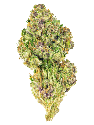 12 Pink Kush Strain