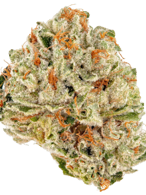 13 Violator Strain