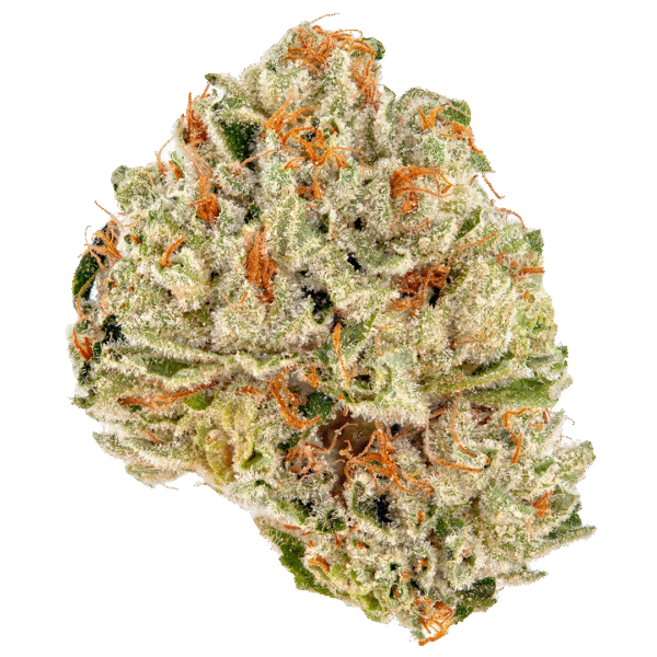 13 Violator Strain