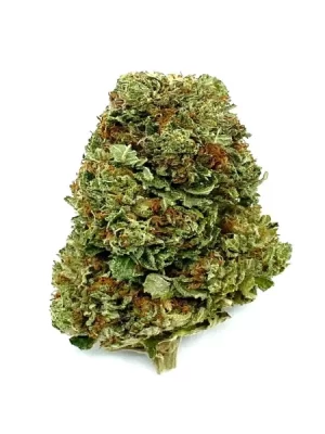 Sugar Cookies Strain