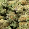 Pink Kush Strain Smalls