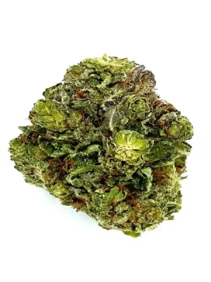 Star Dawg Strain