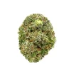 Rockstar Strain