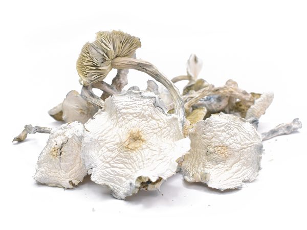 Albino-Zilla-Dried-Magic-Mushrooms-2022-12-15-2.jpg Albino Zilla Mushrooms (Live Psilocybin)