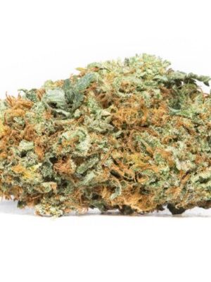 Red Congolese Strain
