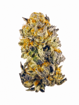 strain-18 Banana Punch Strain (AAA-)